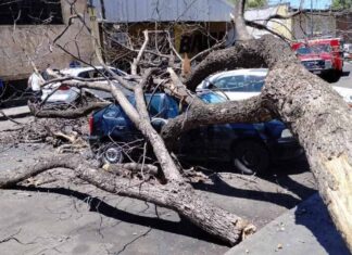 #Enterate 🌳Cae árbol sobre automóviles en inmediaciones del IMSS Nocupétaro