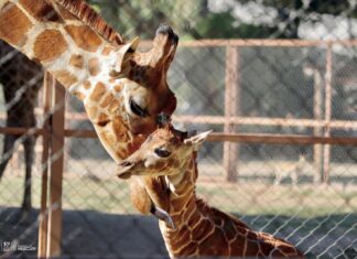 Conoce la tierna cría de jirafa que nació en el Zoológico de Morelia
