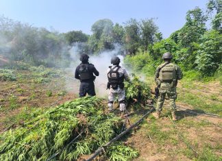 Tras operativo, SSP incinera en Parácuaro plantío con 9 mil plantas de marihuana