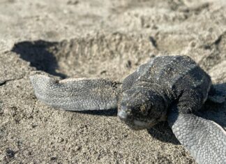 Playas michoacanas ven nacer 5 millones de crías de tortugas marinas: Compesca.