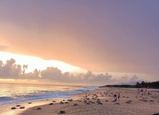 Comienzan arribazones masivas de tortugas marinas en Michoacán: Compesca