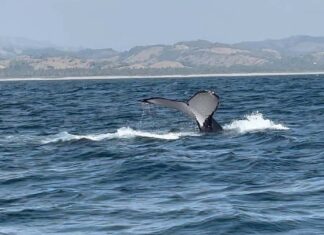 Avistamiento de ballenas en Michoacán será bajo norma oficial de Semarnat: Bedolla