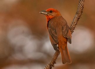 Festival de las Aves impulsa conciencia ambiental y turismo sostenible
