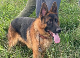 En cateo realizado en Morelia, rescata Fiscalía General 10 ejemplares caninos en condiciones de maltrato animal