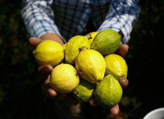 Michoacán, primer lugar nacional en producción de guayaba: Sader