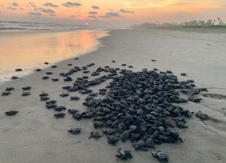 Campamentos tortugueros liberan más de 500 mil crías en un mes: Compesca