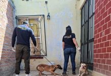 Rescata FGE cuatro perros víctimas de maltrato durante cateo en Tarímbaro