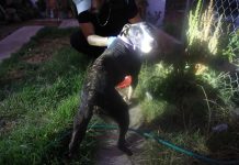 FGE rescata a canino en condiciones de abandono durante cateo en Tarímbaro; refuerza acciones de protección animal
